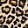 abstract texture of leopard fur (skin)